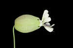 Balkan catchfly